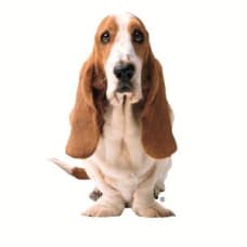 Hush Puppies