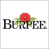 Burpee
