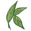Kats Botanicals