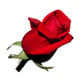 Flowers Fast logo - coupon codes and deals